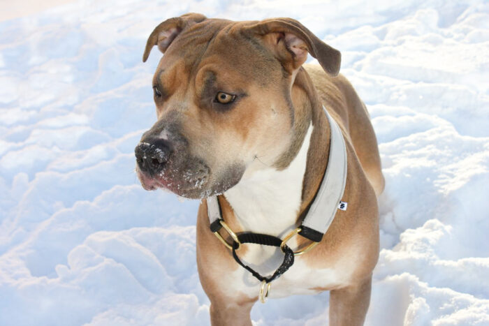 Halsband Halvstryp 4cm - Martingale