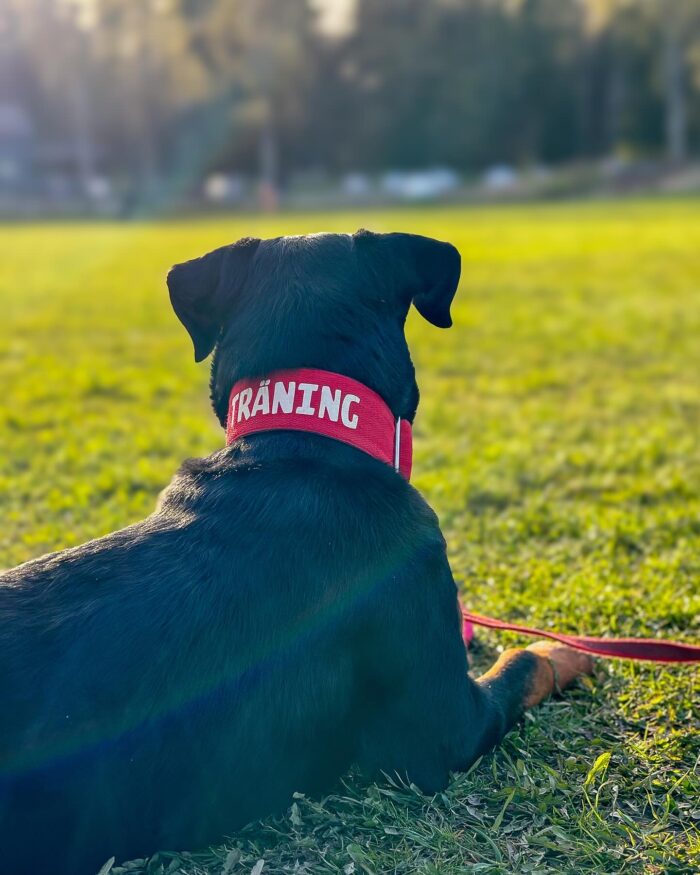 3A236EF8-EE5D-41AE-8F67-B26EB2CBCBBD.jpeg Halsband Fast 5cm - ställbart