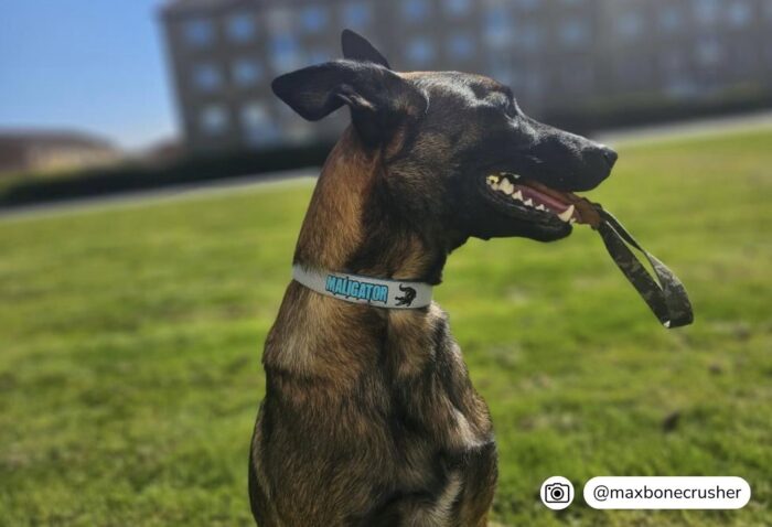 Halsband Helstryp 2.5cm