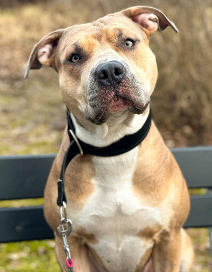 Halsband Helstryp 4cm