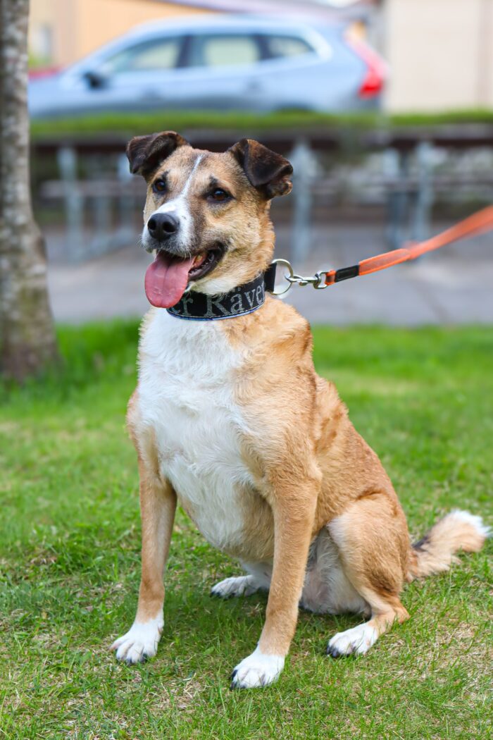 IMG_5529-scaled-1.jpeg Halsband Halvstryp 4cm