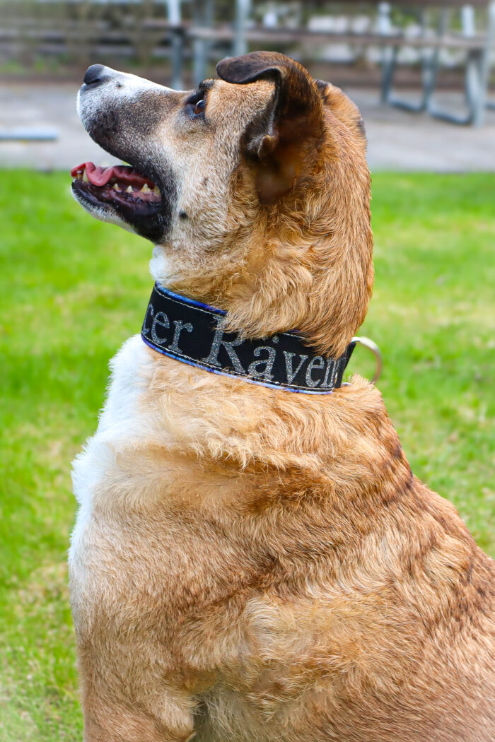 IMG_5547.jpeg Halsband Halvstryp 4cm