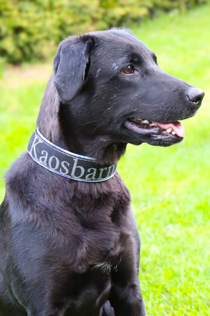 IMG_5577-scaled-1.jpeg Halsband Halvstryp 2.5cm