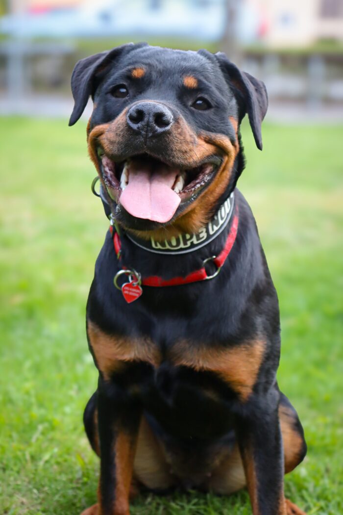 Halsband Fast 4cm - med bältesspänne