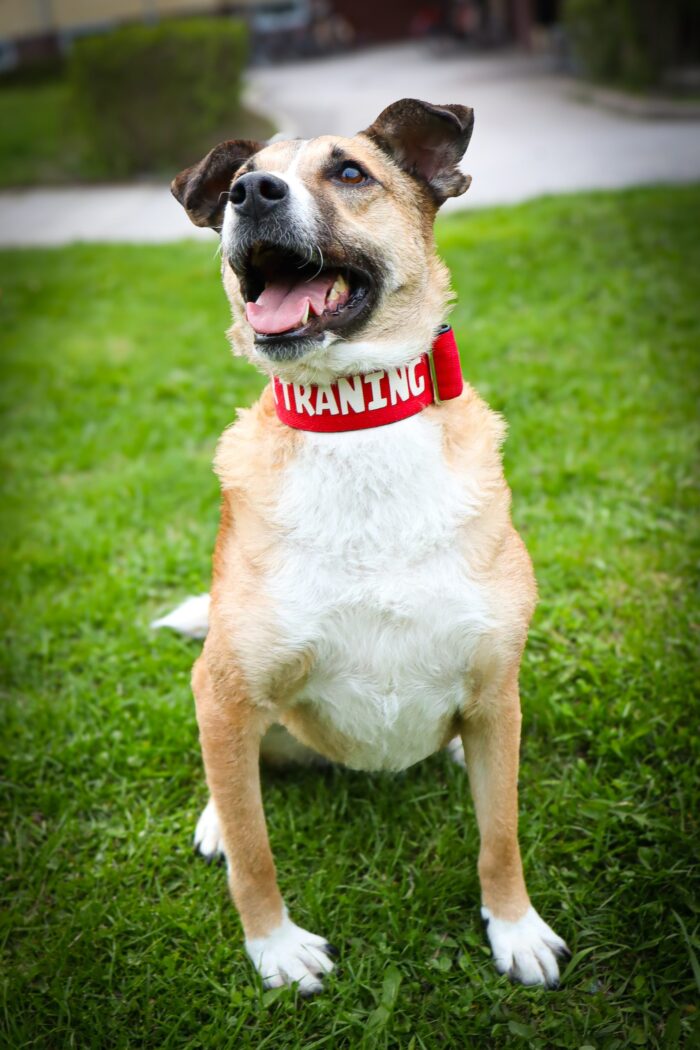 IMG_5642-scaled-1.jpeg Halsband Fast 5cm - ställbart